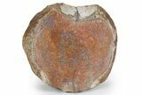 Polished Dinosaur Vertebra Section (Gembone) - New Mexico #348865-1